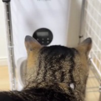 自動給餌器の周りをうろうろする猫→『ごはんの出てくる音』が聞こえると…可愛すぎる光景が14万再生「笑ってしまったｗ」「いい反応ｗ」