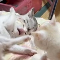ベッドの上に集まった子猫たち→『にゃんプロ』が始まった結果…尊すぎる『戦いの様子』にほっこりする人が続出「いい眺め」「暴れ放題ｗ」