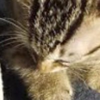 『足を噛んできた子猫』をきっちりと叱った結果→伝わったようで…愛おしすぎる光景に４万いいね「ちゃんと伝わるのすごい」「可愛すぎる」