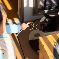 赤ちゃんのそばを離れないネコ→まるでボディーガードのようで…微笑ましい日常の光景に「いいお兄ちゃん」「可愛すぎてほっこり」と反響