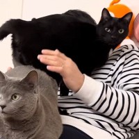 パパのことが大好きな猫たち→上に乗って『争奪戦』をして……微笑ましい日常の光景に「見ててほっこりする」「必死すぎて笑ったｗ」と反響