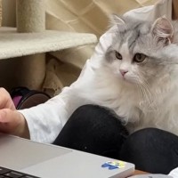 オンラインミーティング中、『甘えん坊の猫』がやってきた結果→真剣に画面を見つめて…可愛すぎる光景に「癒されたｗ」「羨ましい環境」の声