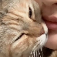 飼い主に抱き着くネコ→『なでなで』してもらった後に……尊すぎる『まさかの行動』が256万再生「大好きでたまらないんだｗ」「犬系だね」