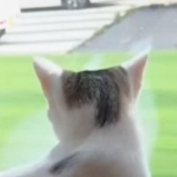 大好きなママが帰ってきたことに気づいた猫…あまりにも尊い『お出迎えの様子』が117万再生「テンションの上がり具合が凄いｗ」「犬みたい」