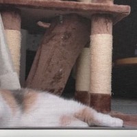 窓際でいっしょに過ごす『２匹の猫』を撮っていると…予想外の『可愛すぎる行動』に「キュンが止まらない」「すごく癒された」とSNSで反響