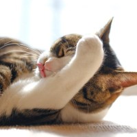 猫が『食事を終えると顔を洗う』3つの理由　どんな意味があるの？心理や習性も解説