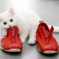 顔を寄せて抱きついて♡「飼い主の靴を深く愛する」猫さんに、ネット民が歓喜