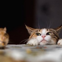 博物館の猫は「ロックスター並み」の人気者　来館者を歓迎し展示品を守る活躍ぶり　米国