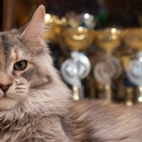 猫の『純血種』についての知識3つ　世界に存在する種類数や認定されるための条件もご紹介