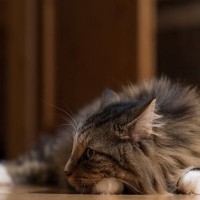 猫の『聴力』にまつわる4つの秘密　どこまで音を聞き取れるの？驚きの能力をご紹介