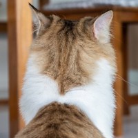 猫が飼い主を『無視している』ときの気持ち4つ　嫌われているわけではない？上手な関わり方まで