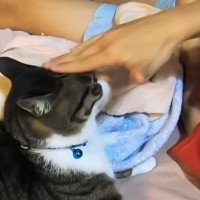 久しぶりに『大好きな娘』と遊んでいた猫…可愛すぎる『じゃれ合いの様子』に「信頼関係のたまもの」「とっても楽しそうｗ」と反響
