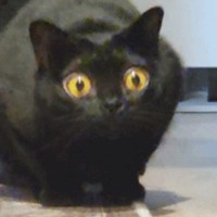 ターゲットをロックオンした黒猫→次の瞬間、目が信じられないほど大きく変化して…想像を超える光景に「目が本当にすごい」「AIかと思った」