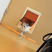 ペットドアの『使い方を知らない猫』→同居猫が通り抜ける瞬間を見た結果…まさかの反応に「ずっと見ていられるｗ」「顔がかわいい」と反響