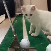 ゴルフの練習中に『子猫』が近づいてきた結果→興味津々な様子で…笑ってしまう展開が27万再生「厳しそうなコーチｗ」「ニヤけてしまった」