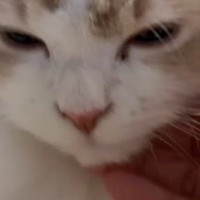 気持ちよさそうに撫でられていた猫→突然、『表情が変化』して…笑ってしまう光景が14万再生「ご満悦そうなのにｗ」「あるあるだよねｗ」