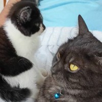 家に来てまだ4日目の『新入り子猫』→先住猫のそばへ行くと……驚きの光景に３万いいね「すごくいい瞬間」「先住ニャンコも素晴らしい」