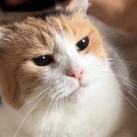 朝から甘えん坊モード全開な三毛猫→撫でてあげると……たまらなく可愛い光景に「ほんっとに愛しい」「赤ちゃんすぎて好き」と悶絶の声続出