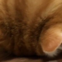 机に顔をぺたんとくっつけて寝ていた猫→飼い主がいることに気づくと…『尊い光景』に２万いいね「変な声出たｗ」「お手本のようなごめん寝」