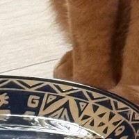 猫に水を飲んでほしくて『鰹節』を入れてみた結果…想定外の『可愛すぎる行動』に２万いいね「だしが出るのを待ってるかも」「笑ったｗ」