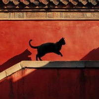 『キャット』が使われている英単語・ことわざ7選　なぜ猫が登場するの？意外な由来もご紹介