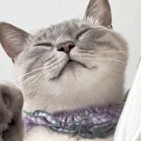 抱っこされる『甘えん坊猫』→おててを伸ばしてきて…可愛すぎる『まさかの行動』が95万再生「３ポフｗ」「win-winでしかないブーム」