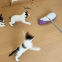 モップ掛けをしていると、『子猫たち』が…全力で追いかけ始める『可愛い光景』に爆笑「全然掃除できてないｗ」「最後で吹いたｗ」と34万再生