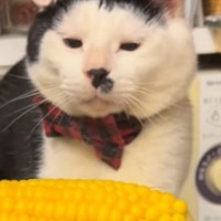 猫に『とうもろこし』を見せてみたら、戦い始めて…あまりにも可愛らしい『攻撃方法』が46万再生「すごく俊敏ｗ」「くらいたいｗ」と話題
