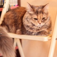 猫が『攻撃的な態度』になってしまう原因4つ　見逃せないサインや取るべき対処法まで