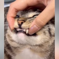 『猫の欠けた歯を治して』とAIにお願いした結果…思っていたのと違う『衝撃の光景』に４万いいね「めっちゃ綺麗ｗ」「意外と違和感ないｗ」