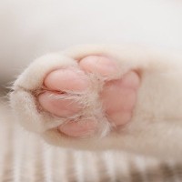 人間にはあるのに猫にない？『体のパーツ』4つ　なぜ猫には必要ないの？人との違いも解説