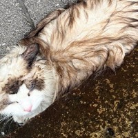 雨の日に溝でうずくまっていた『ずぶ濡れの迷子猫』を発見→迎えた結末が…心温まるエピソードに３万いいね「泣ける」「出会えてよかった」