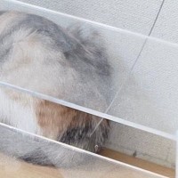 『棚の上』でくつろいでいた２匹の子猫→『床』を見ると……まさかの瞬間に「猫飼いオタクの運命」「にんげんが悪い」と２万いいねの反響