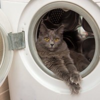 猫がいる家で注意すべき『危ない家電』5選　起こりうるトラブルや安全を守るための対策