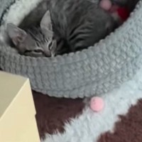 お留守番していた子猫→飼い主が帰ってきたことに気づくと…あまりにも『尊い光景』が39万再生「早く帰りたくなるね」「すべてが可愛い」