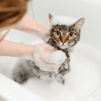 猫の『シャンプー』をするときに避けるべきNG行為5選　危険なトラブルの可能性や安全に洗う方法まで