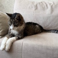 猫の年齢を『人間の年齢』に換算するとどうなるの？　計算の方法やライフステージが変わる目安も解説