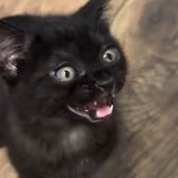 ごはんが食べたい子猫→『お腹空いたアピール』を始めると、あまりにも可愛い『鳴き声』で…微笑ましい光景に「癒された」「おもろ可愛すぎｗ」