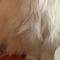 久しぶりに『実家の猫』と再会→『表情』を見たら……想定外の『切なすぎる瞬間』に１万いいね「Tシャツにしてほしい」「なんて可愛いのｗ」