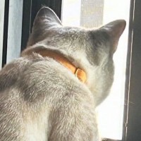 窓辺で外を眺める猫が『小さな子供みたい』と思っていたら…『後ろ』から見ると→『まさかの光景』に「びっくりしたｗ」「美しいねぇ」と話題