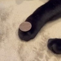 猫と『コインを使った遊び』にチャレンジ→おてての上に置いてみると……驚きの展開に「すっすげぇ〜」「表情が可愛すぎる」と話題に