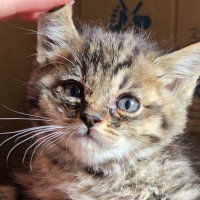 溝で『弱っていた子猫』を保護→7年後…たくましく育った『現在の光景』に笑ってしまうと239万表示「躍動感が凄いｗ」「顔がたまらん」