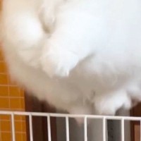 飼い主のもとに行きたくて『柵を飛び越えたネコ』→顔をよく見ると…尊すぎる瞬間に２万いいね「本物のエンジェルだ」「むちゃくちゃ可愛い」
