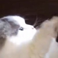 飼い主の手を見つめるネコ→次の瞬間…ほっこりする『息ぴったりのやりとり』に２万いいね「私もまざりたいｗ」「短いおててが可愛い」
