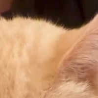 地震がきて怖くなってしまった猫→『抱っこ』したら…涙が出るほど『可愛い反応』が285万再生「抱きしめたい」「主がいる時間でよかった」