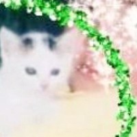 母猫が交通事故に遭い、路頭に迷っているところを保護された『小さな子猫』→20年後……感動のビフォーアフターにSNSで反響
