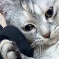 床に落ちている『お兄ちゃんのアームカバー』を見つけた猫…まさかの展開に笑う人が続出「赤ちゃんみたいなｗ」「かわいいｗ」と21万再生