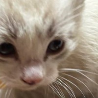 白猫だと思っていたら…成長した結果→全然違う見た目になった『１年後の光景』に「過去一の衝撃だった」「華麗な変身ｗ」と驚きの声