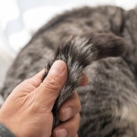 猫の尻尾がベタベタする『スタッドテイル』ってなに？　発症しているときの症状や予防法まで解説
