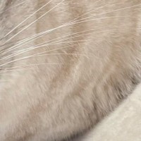 『床でくつろぐ猫』をよく見たら……アザラシの赤ちゃんそっくりな『可愛すぎる瞬間』に３万いいね「にゃざらし」「真似してるのかなｗ」